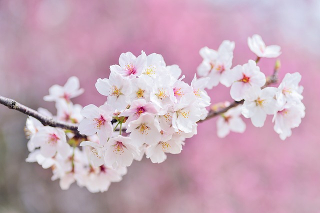 cherry blossoms in Korea
