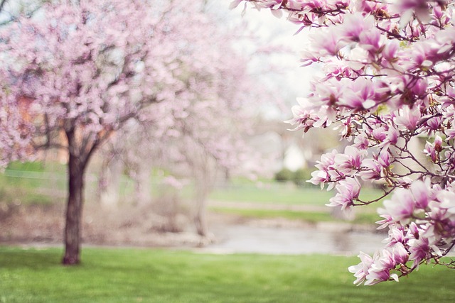 Cherry blossom travel tips: