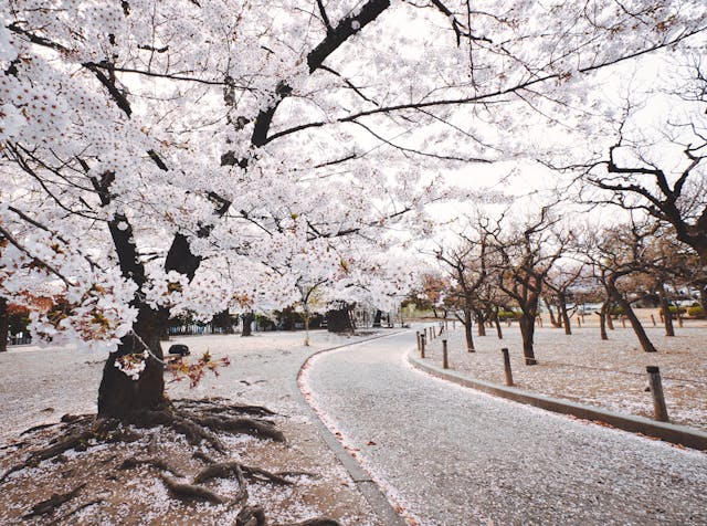 blossoms in Korea