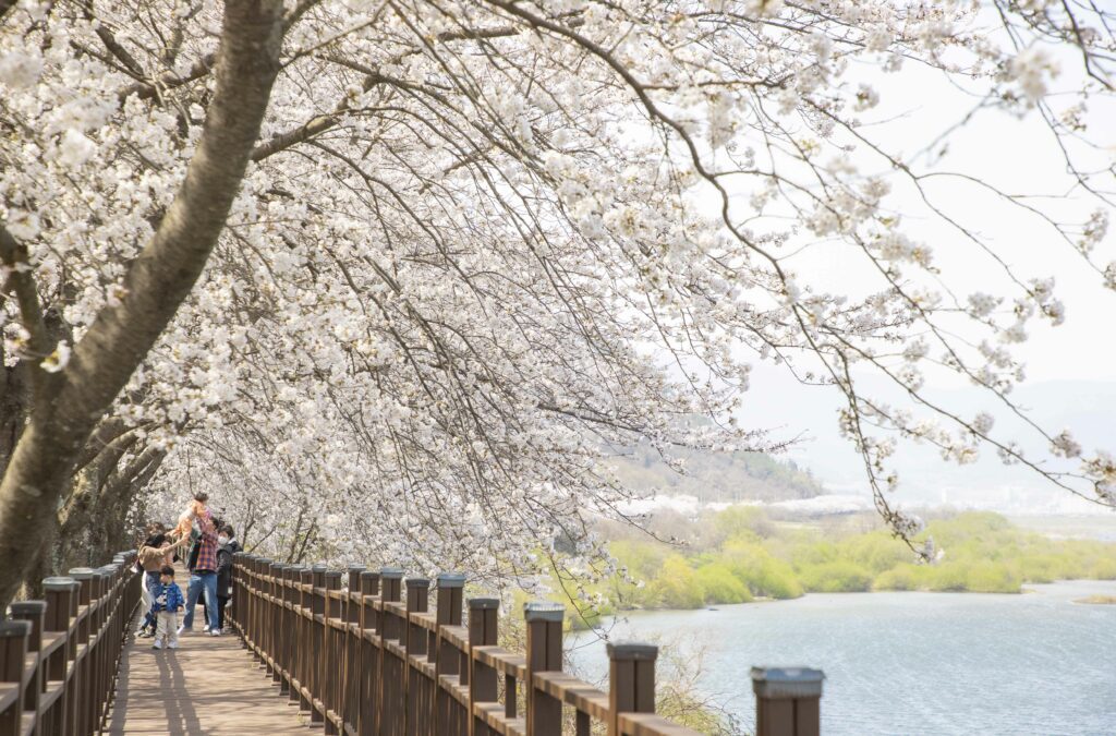 Cherry blossom season 2024: